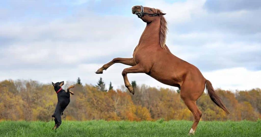 diferenţa dintre un câine şi un cal