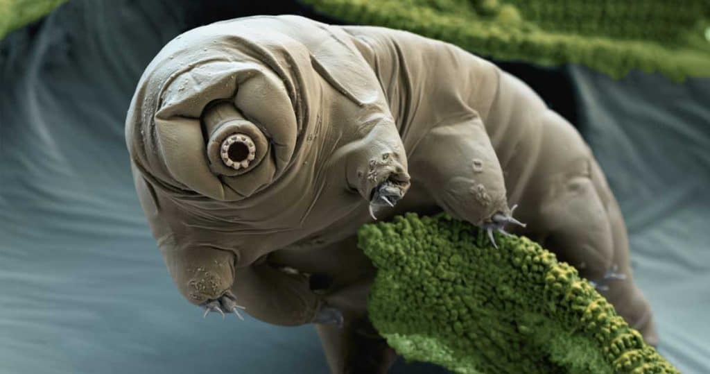 proteine de tardigradă în celule umane